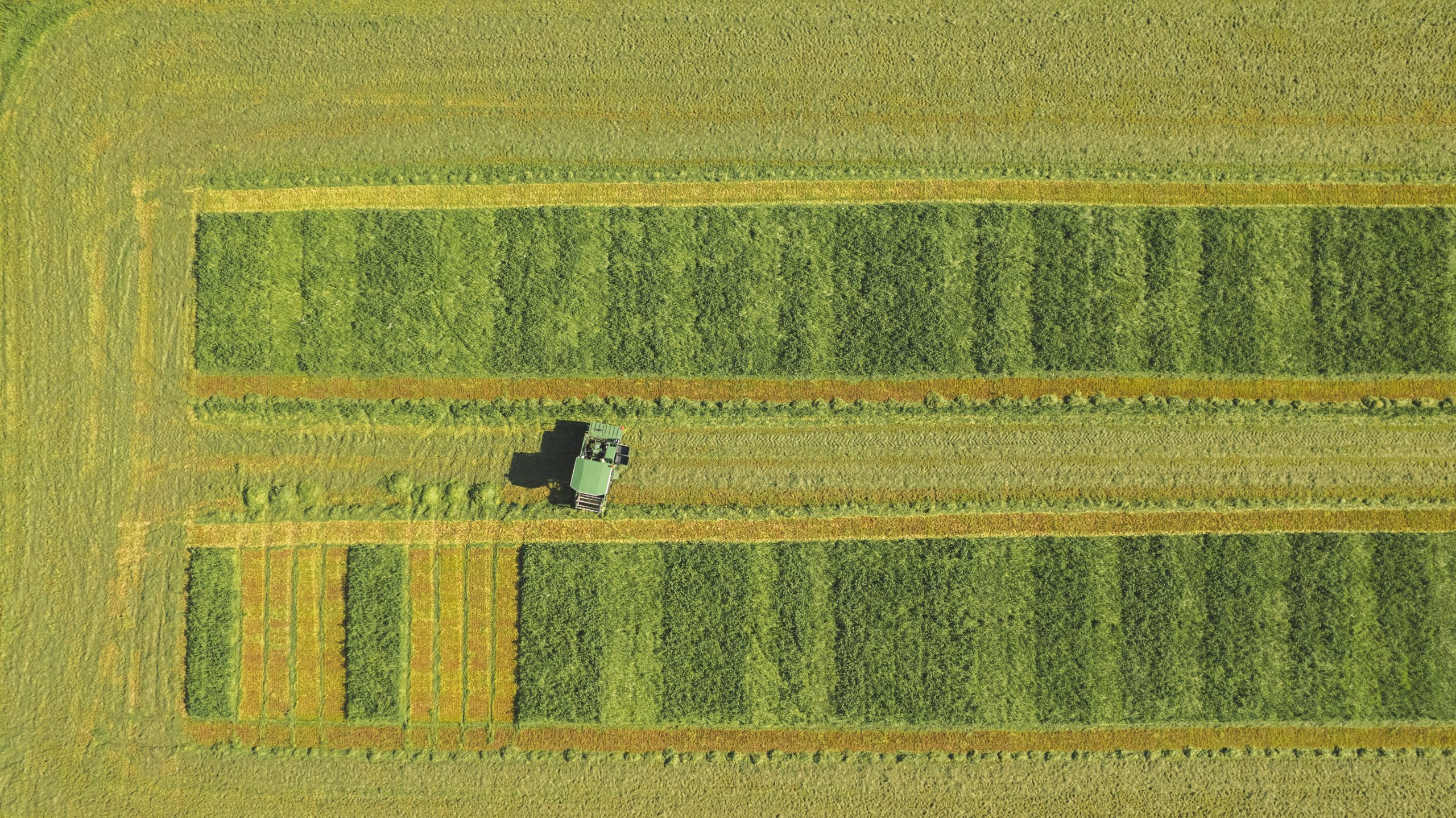 Närbild rödklöverblomma i fält